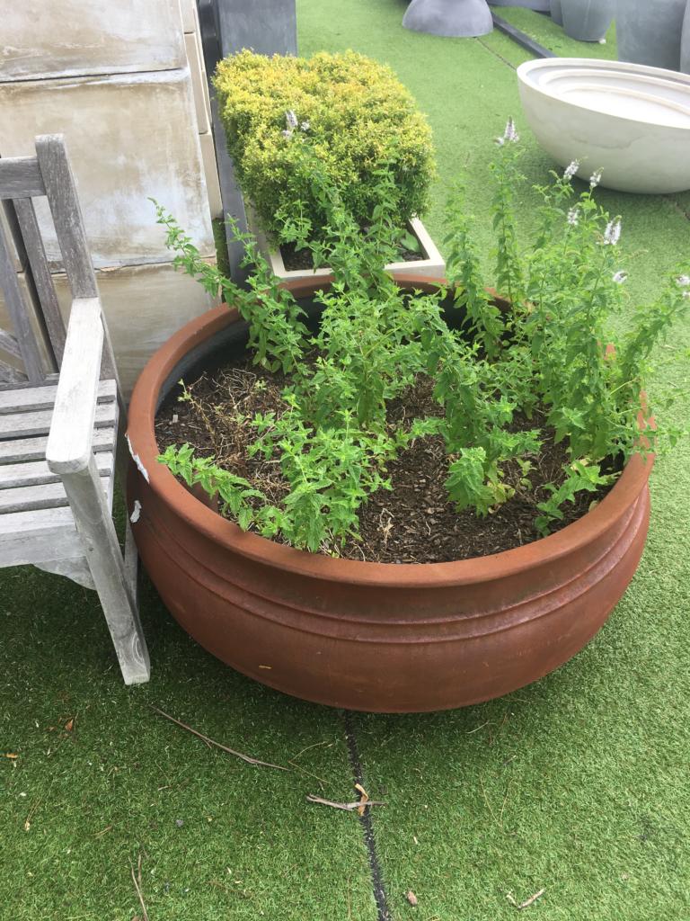 Rusty cauldron pot planter with plants