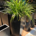 tall tampered black square pot plant syndey