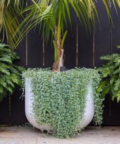 white tub pot plant large