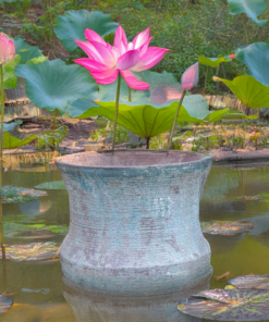 Ancient Lotus Garden Pots