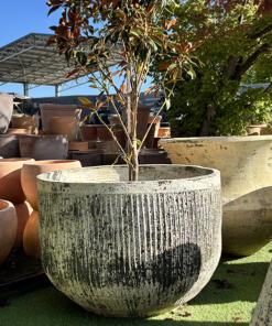 Thai Limestone Fluted Tub Similar to Balcony Gardens Chardonnay