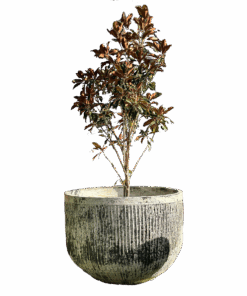 Thai Limestone Fluted Tub Similar to Balcony Gardens Chardonnay